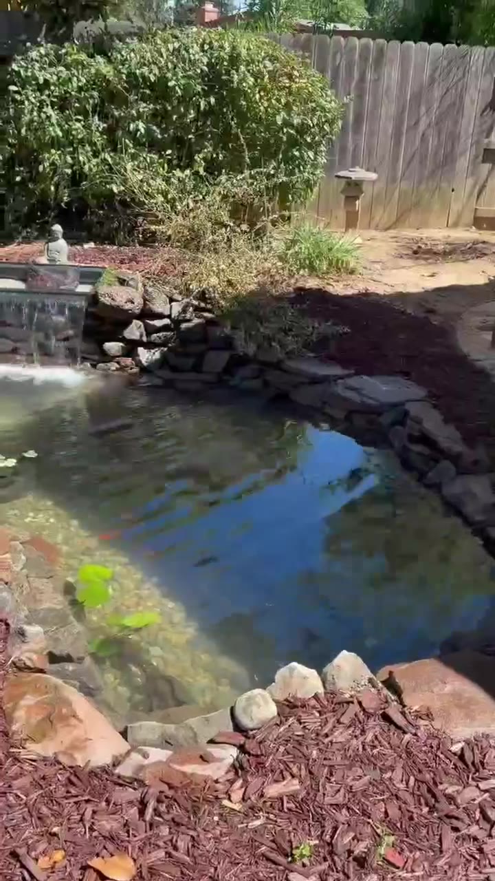 Koi swimming in a clear backyard pond with a stone waterfall after pond maintenance