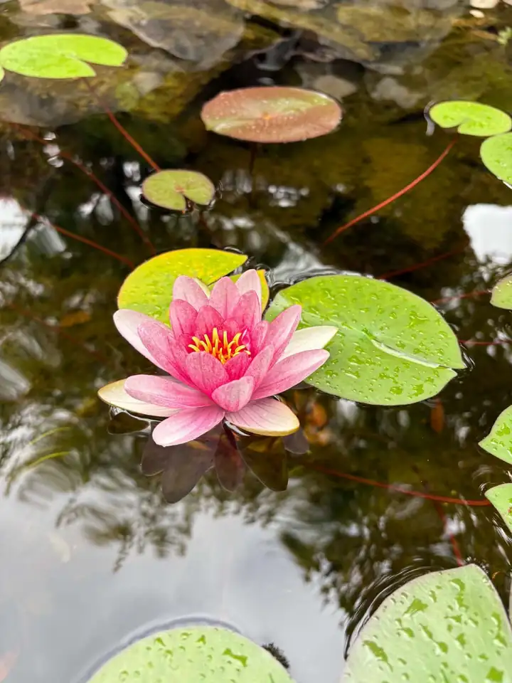 Pink water lily on a clear pond after a complete pond clean-out
