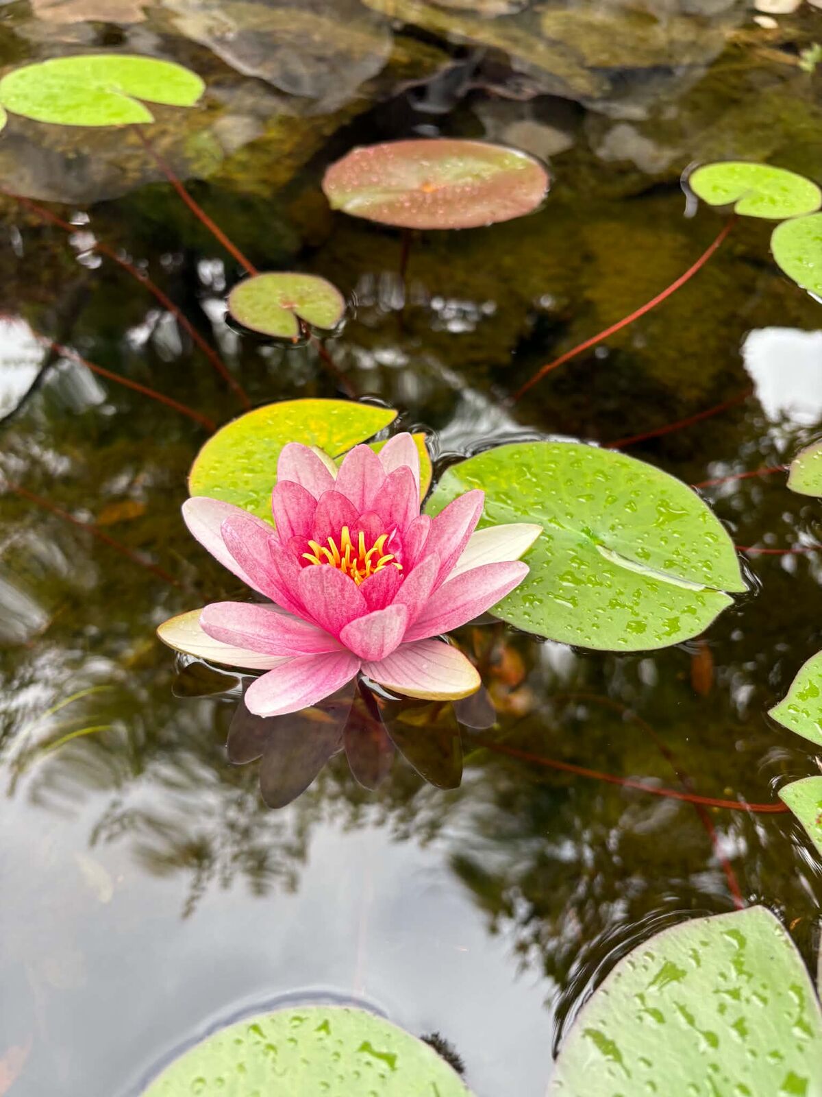 Pink water lily on a clear pond after a complete pond clean-out