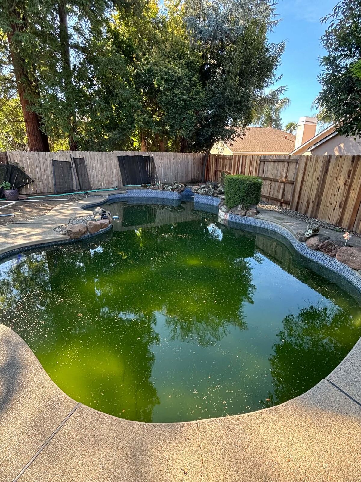 Green, algae-filled swimming pool before True Oasis service